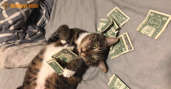 Xem tử vi 12 con giáp ngày 30.9.2019 thứ 2 Xem tử vi 12 con giáp ngày 30.9.2019 thứ 2