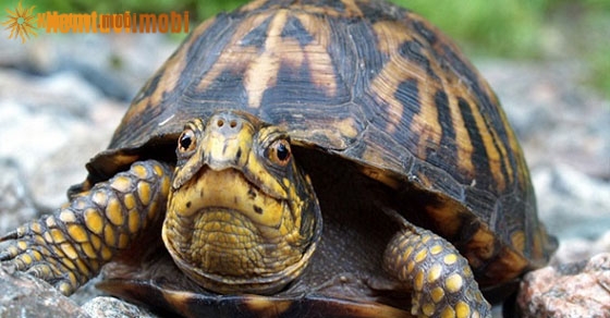 Ý nghĩa điềm báo chiêm bao thấy rùa là điềm gì?