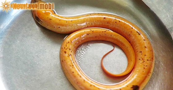 Chiêm bao thấy lươn vàng có phải là điềm báo tốt hay không?