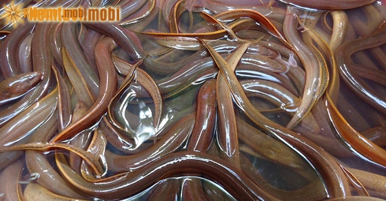 Giải mộng giấc mơ thấy lươn báo điềm tốt hay xấu