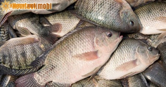 Chiêm bao thấy cá rô chết báo điềm lành hay dữ?