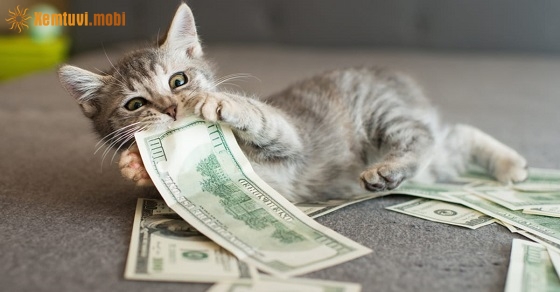 Bói tử vi tuổi Mão năm Canh Tý 2020