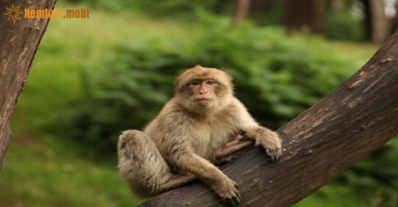 Xem tử vi 2020 tuổi Giáp Thân nam mạng và nữ mạng