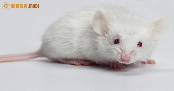 Xem tử vi 2020 tuổi Tý nam mạng và nữ mạng