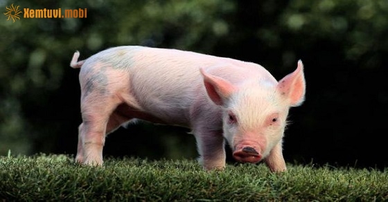 Bói tử vi tuổi Hợi nữ mạng và nam mạng năm 2020