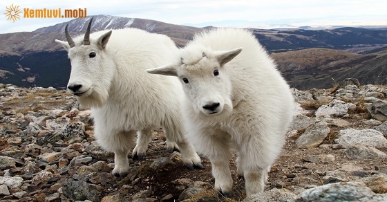 Xem tử vi 2020 tuổi Mùi nam mạng và nữ mạng