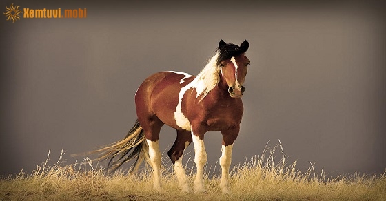 Xem tử vi 2020 tuổi Ngọ nam mạng và nữ mạng