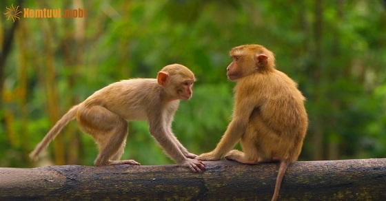 Bói tử vi tuổi Thân nữ mạng và nam nạng năm 2020