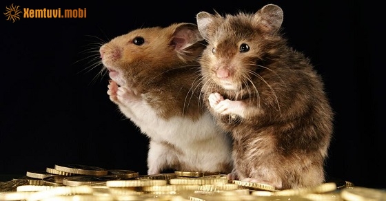 Bói tử vi tuổi Tý nữ mạng và nam mạng năm 2020