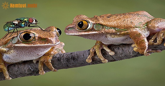 Chiêm bao thấy ếch báo hiệu điềm tốt hay xấu cho bạn?