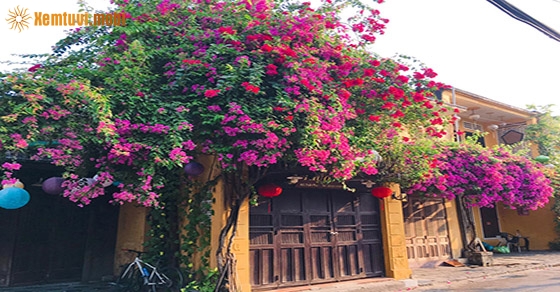 Chiêm bao thấy hoa là điềm tốt hay điềm xấu?