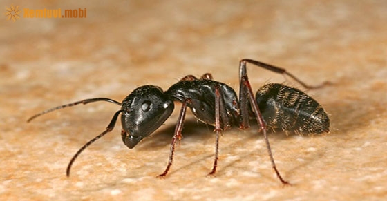 Chiêm bao thấy kiến còn mang đến những điềm báo xấu cho bạn