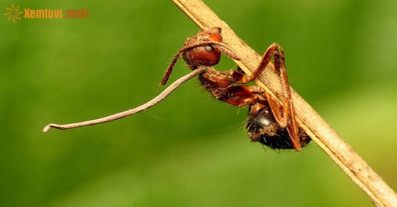 Giải mã giấc mơ thấy kiến báo điềm lành