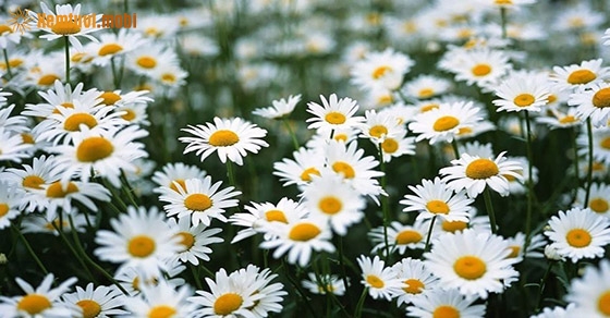 Ý nghĩa và điềm báo giấc mơ thấy hoa là gì?