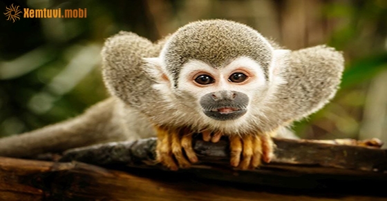 Chiêm bao thấy con khỉ là điềm tốt hay xấu?