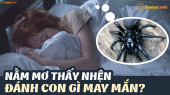 Nằm mơ thấy nhện đánh con gì? Giải mã giấc mơ thấy nhận là điềm hên hay xui?