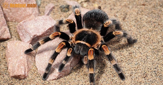 Giấc mơ thấy nhện, ý nghĩa và điềm báo?