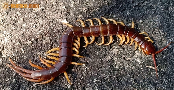 Chiêm bao thấy rết là điềm lành hay dữ?