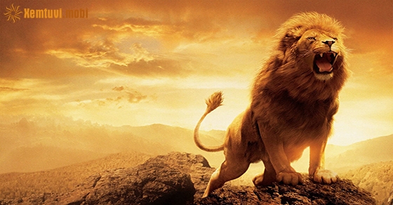 Nằm mơ thấy sư tử đánh con gì chuẩn nhất?