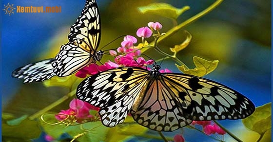 Con bướm số là một trong những loài bướm đẹp nhất hành tinh, về cả màu sắc lẫn hình dáng. Hãy chiêm ngưỡng hình ảnh và đắm mình trong sắc đẹp tuyệt vời của con bướm số, cùng hiểu thêm về loài sinh vật này.