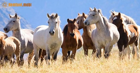 Giải mã ý nghĩa giấc mơ thấy ngựa là điềm báo gì?