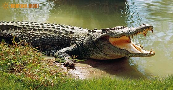 Nằm mơ thấy cá sấu đánh con gì may mắn? 