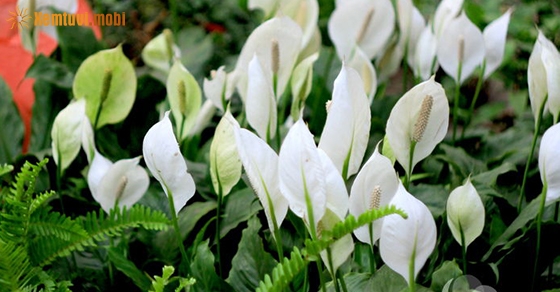 Ý nghĩa cây hồng môn