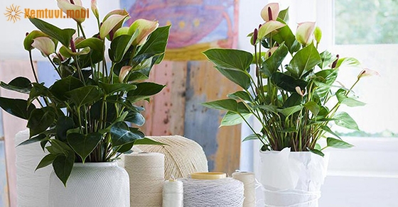 Cây hồng môn hợp mệnh Hỏa và Thổ