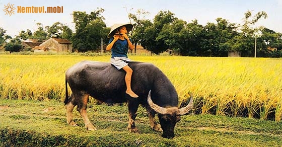 Chiêm bao thấy cưỡi trâu là điềm tốt hay xấu?