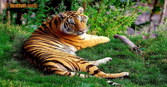 Xem giờ tốt, hướng xuất hành đầu năm Canh Tý 2020 cho tuổi Bính Dần