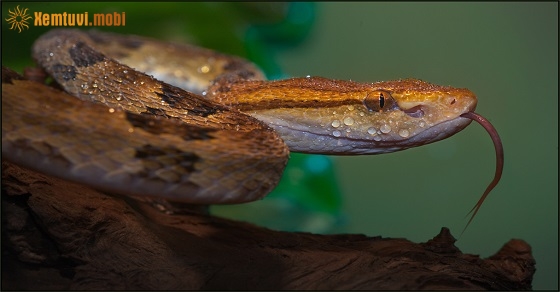 Xem giờ tốt, hướng xuất hành đầu năm Canh Tý 2020 cho tuổi Đinh Tỵ Xem giờ tốt, hướng xuất hành đầu năm Canh Tý 2020 cho tuổi Đinh Tỵ