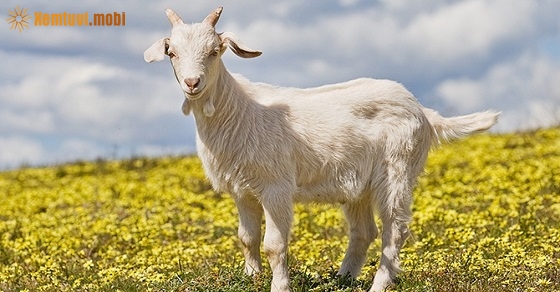 Xem giờ tốt, hướng xuất hành đầu năm Canh Tý 2020 cho tuổi Kỷ Mùi Xem giờ tốt, hướng xuất hành đầu năm Canh Tý 2020 cho tuổi Kỷ Mùi