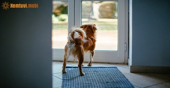 Xem giờ tốt, hướng xuất hành đầu năm Canh Tý 2020 cho tuổi Nhâm Tuất Xem giờ tốt, hướng xuất hành đầu năm Canh Tý 2020 cho tuổi Nhâm Tuất