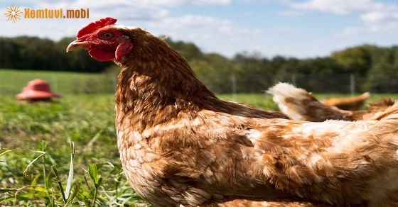 Xem giờ tốt, hướng xuất hành đầu năm Canh Tý 2020 cho tuổi Quý Dậu Xem giờ tốt, hướng xuất hành đầu năm Canh Tý 2020 cho tuổi Quý Dậu