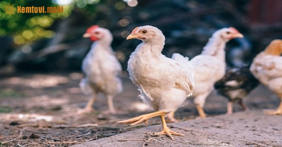 Xem giờ tốt, hướng xuất hành đầu năm Canh Tý 2020 cho tuổi Tân Dậu