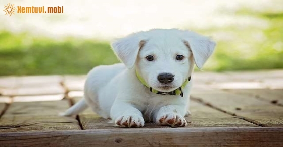 Xem giờ tốt, hướng xuất hành đầu năm Canh Tý 2020 cho tuổi Canh Tuất