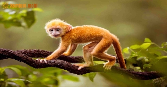 Xem giờ tốt, hướng xuất hành đầu năm Canh Tý 2020 cho tuổi Mậu Thân