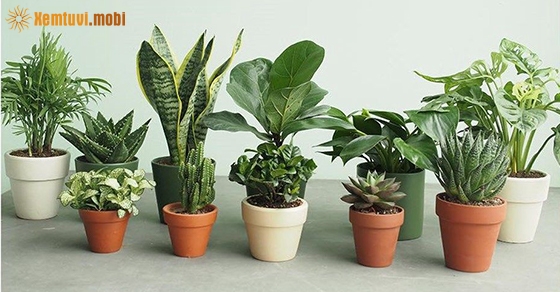 Cây phong thủy theo tuổi