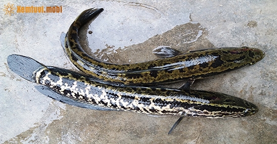 Chiêm bao thấy cá lóc là điềm lành hay dữ?