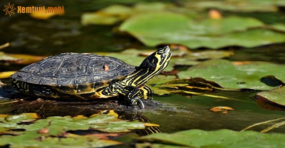 Giải mộng chiêm bao thấy ba ba là có điềm báo gì?
