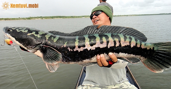 Giải mộng chiêm bao thấy cá lóc là có điềm báo gì?