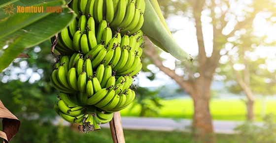 Giải mộng chiêm bao thấy nải chuối là có điềm báo gì?