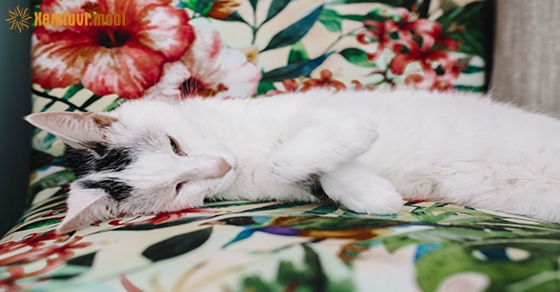 Xem tử vi 12 con giáp ngày 15.3.2020 chủ nhật Xem tử vi 12 con giáp ngày 15.3.2020 chủ nhật