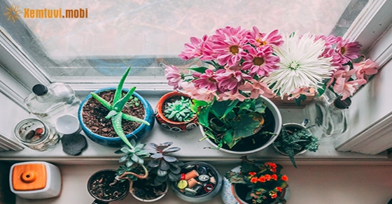 Tử vi thứ sáu của 12 con giáp ngày 17/4/2020 Tử vi thứ sáu của 12 con giáp ngày 17/4/2020