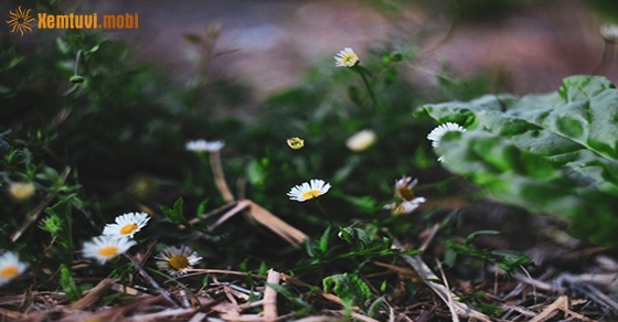 Tử vi thứ sáu của 12 con giáp ngày 24/4/2020 Tử vi thứ sáu của 12 con giáp ngày 24/4/2020