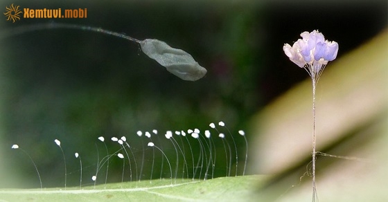 Hoa ưu đàm có thật không? Hoa ưu đàm có thật không?