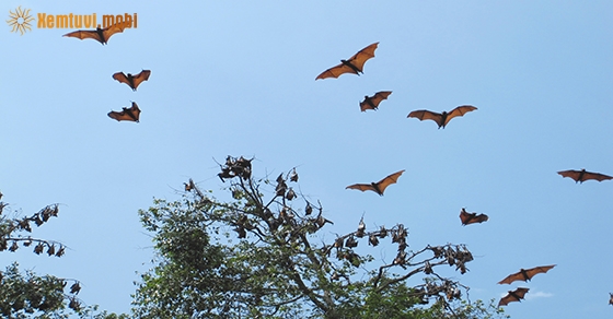 Chiêm bao thấy con dơi là điềm báo lành hay dữ? Chiêm bao thấy con dơi là điềm báo lành hay dữ?