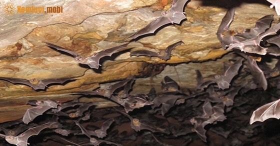 Giải mộng chiêm bao thấy con dơi là điềm gì? Giải mộng chiêm bao thấy con dơi là điềm gì?