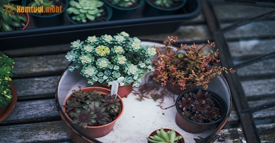 Tử vi tuần này của 12 cung hoàng đạo từ 6/7 đến 12/7/2020 Tử vi tuần này của 12 cung hoàng đạo từ 6/7 đến 12/7/2020