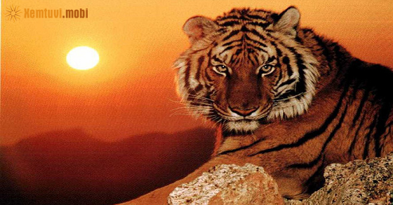 Bói tử vi tuổi Dần nữ mạng năm 2021 Bói tử vi tuổi Dần nữ mạng năm 2021